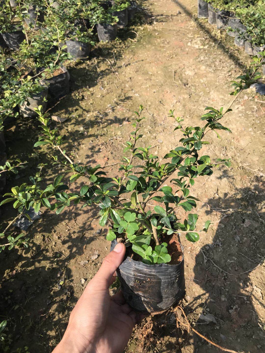 基及树 福建茶袋苗种植作绿篱生长力强 耐修剪枝繁叶茂株型紧凑根系发达